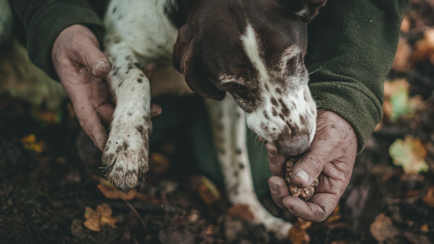 Hands holding a fresh truffle with a dog sniffing it.