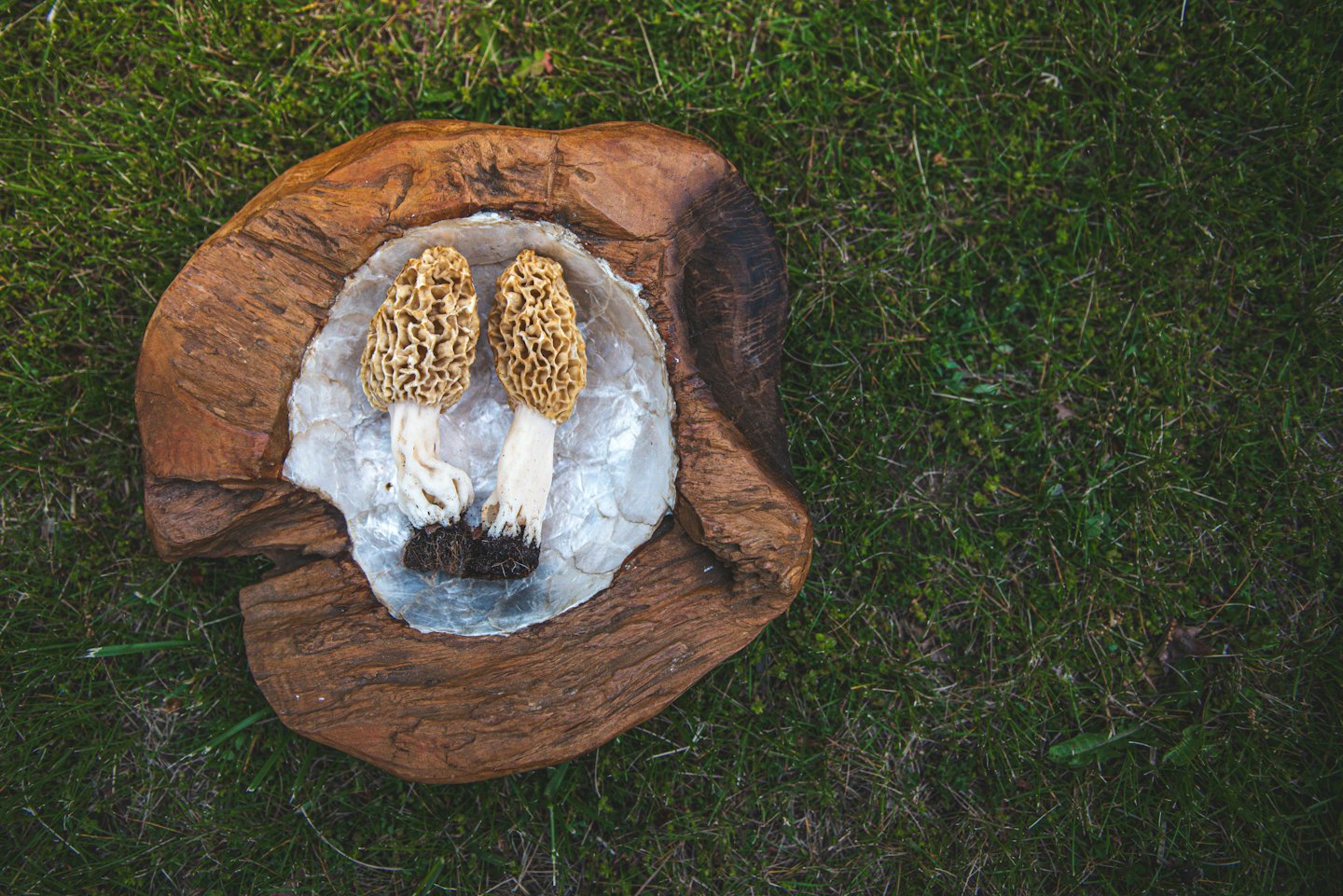 Two fresh morel mushrooms sit in a rustic wooden bowl.