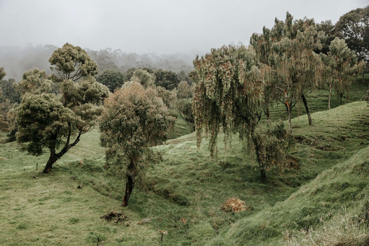 Misty morning over rolling hills covered in trees.